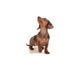 45 Minute Consultation