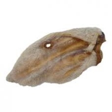 Hairy Lamb Ear (single)