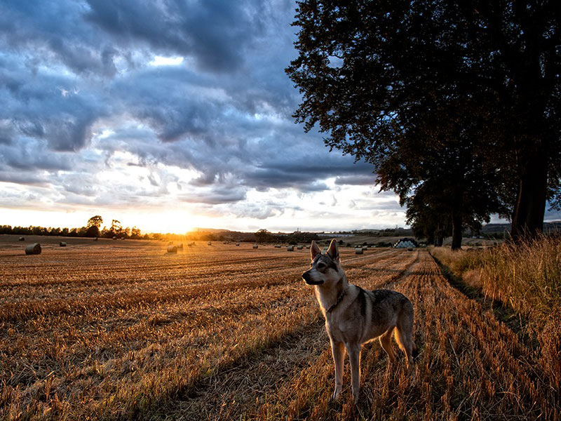 raw dog food glasgow