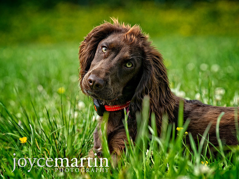 raw dog food glasgow