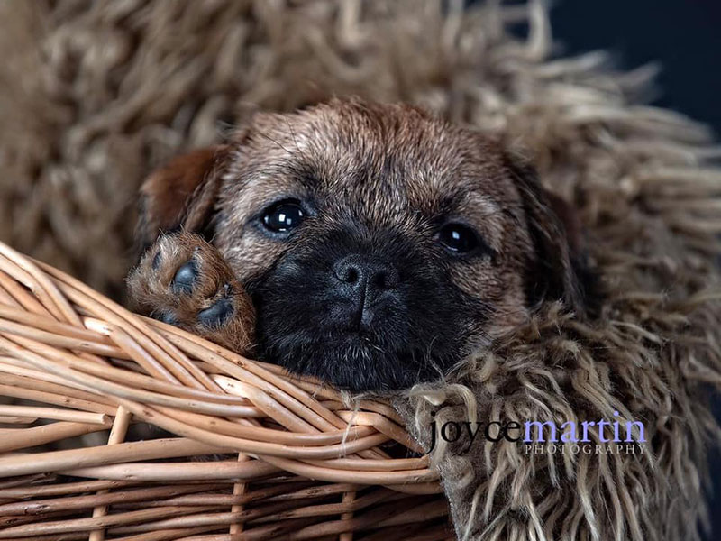 raw dog food glasgow