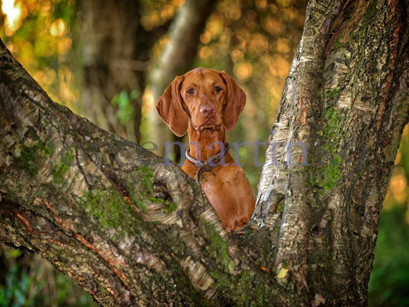 raw dog food glasgow