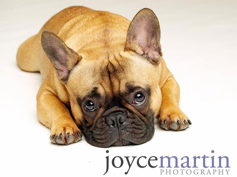 raw dog food glasgow