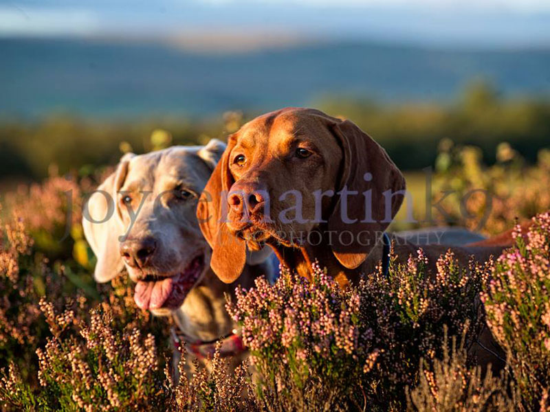 raw dog food glasgow