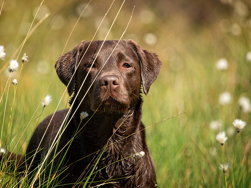 raw dog food glasgow