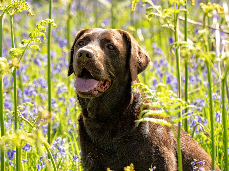 raw dog food glasgow
