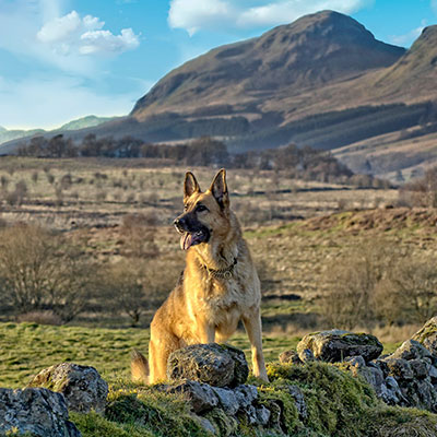 raw dog food glasgow