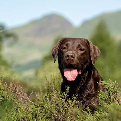 raw dog food glasgow