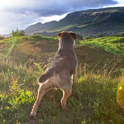 raw dog food glasgow